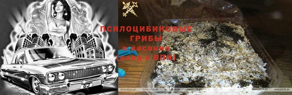 крисы Сосновый Бор