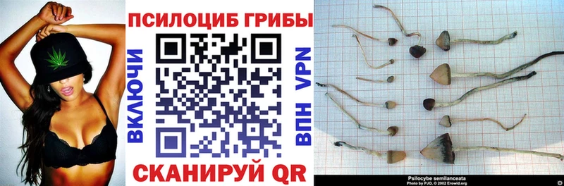 купить наркотик  blacksprut рабочий сайт  Галлюциногенные грибы Psilocybine cubensis  Волчанск 
